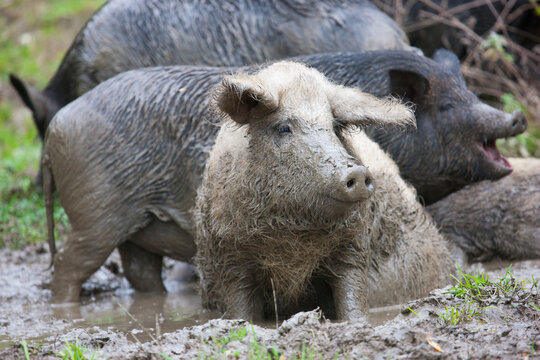 Curly-haired muddy pig looking aside with wild boars in the background. Funny fluffy pig sitting in a mud puddle.
