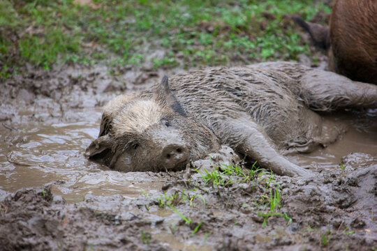 Funny wild boar lying down and relaxing in the mud. Happy pig chilling in a muddy puddle, close up.