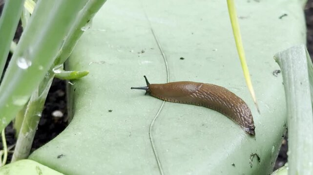Brown slug on a green leaf