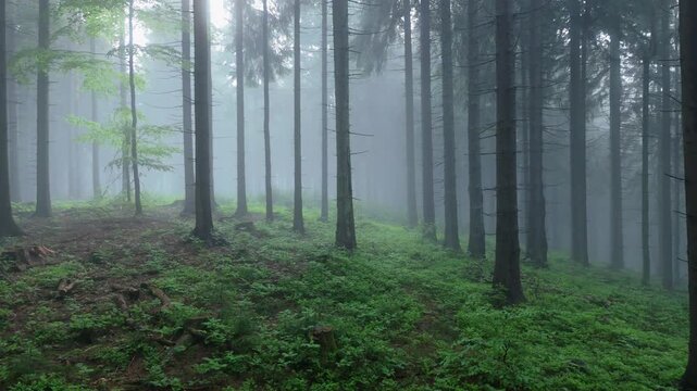 Drone Ascending Forward Flight Through Misty Spruce Woodland With Lush Green Undergrowth