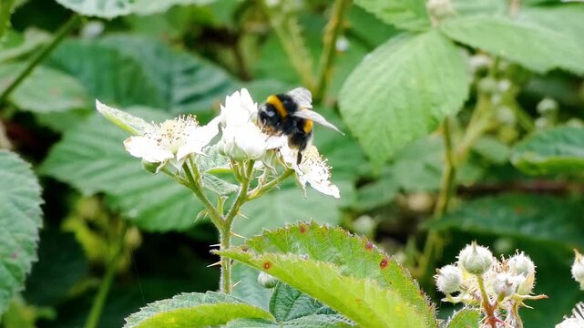A buff-tailed bumblebee, with its fuzzy black body marked by a warm yellow band and pale, creamy-white tail, moves steadily among pale bramble blossoms, hovering briefly before landing