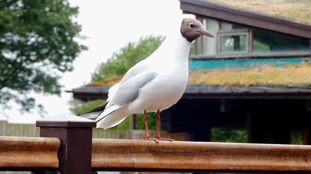 A black-headed gull, in full summer plumage, perches on the handrail around the outdoor seating area of Brockholes' caf&eacute;, looking out for dropped food to scavenge.