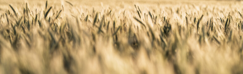 Fototapeta premium Soft Golden Barley Field Panoramic Background