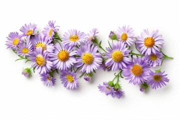 Obraz premium Purple aster flowers with yellow centers arranged on a clean white background, creating a fresh and delicate floral composition.
