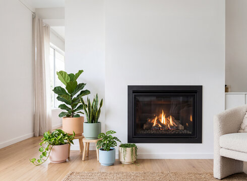 Variety of houseplants arranged next to cosy fireplace in a living room