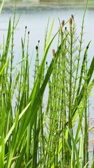 Obraz premium Horsetail plants with slender green stems beside a tranquil water surface in summer