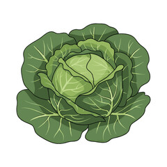 Fototapeta premium Fresh green cabbage vegetable illustration flat design vector graphic healthy food background nature organic produce
