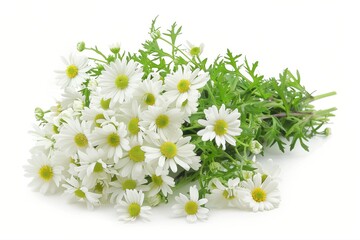 Obraz premium Fresh white daisies with green centers and leaves arranged in a bouquet on a clean white background, isolated floral composition for spring or wedding design.