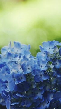A blue hydrangea inflorescence closeup against a dreamy bokeh green background - vertical format