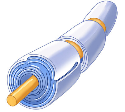 Myelin Sheath Cross Section Illustration