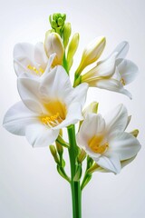 Obraz premium Delicate white freesia flowers with yellow centers and green buds on a single stem against a soft light background