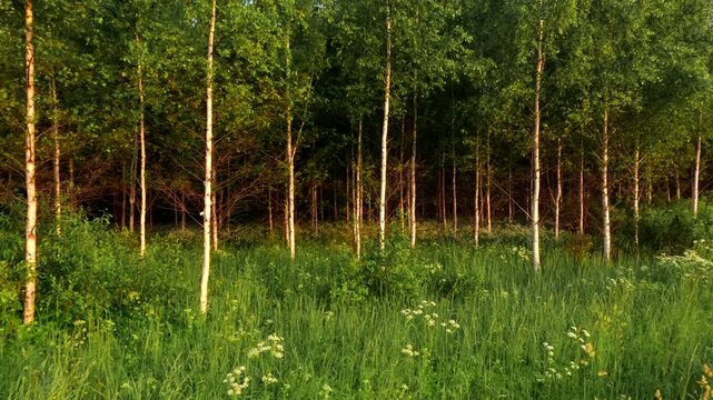 grass in the forest