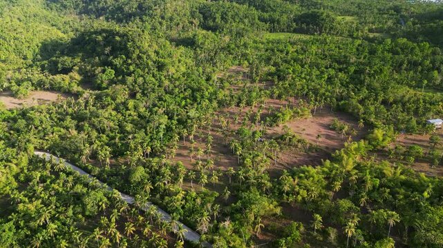 Green Forest With Coconut Palm Trees In Hawan Grande, Virac, Catanduanes, Philippines. - aerial shot
