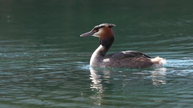 Wild grebe glides on clear lake water in a peaceful Swiss natural landscape