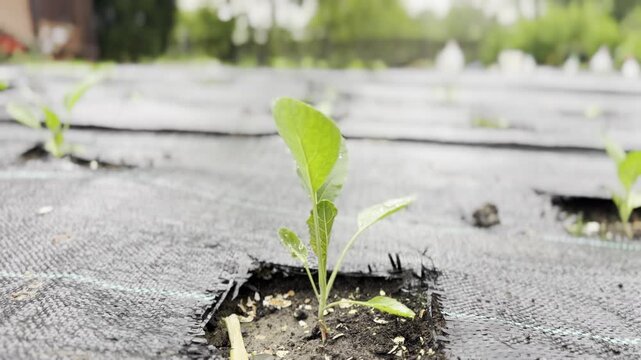Young seedlings growing through garden fabric