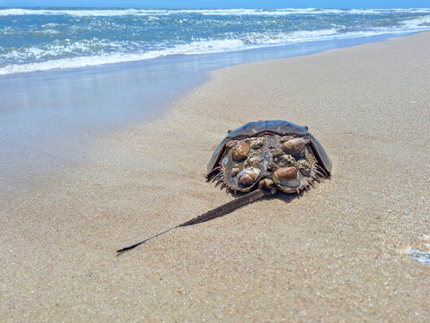 Atlantic Horseshoe Crab Washed Ashore on Assateague Island Beach