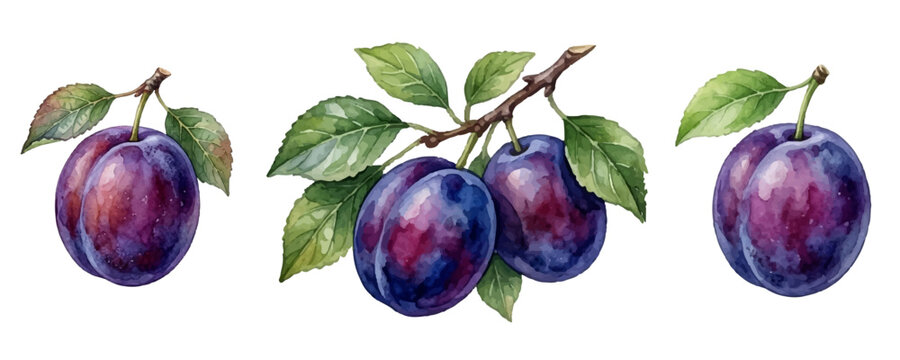 Blue purple plum fluit vector watercolor style set. Berry fruit blue plum with leaves design. Organic nutrition. Summer harvest isolated on white.