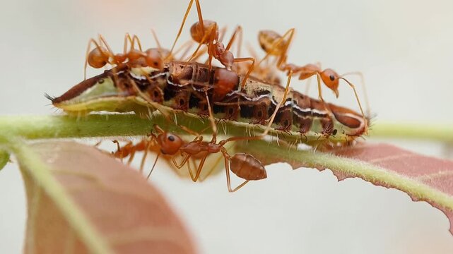 Close up of a mutualistic relationship where weaver ants (Oecophylla smaragdina) are tending and protecting a Centaur Oak-blue butterfly larva (Arhopala centaurus) on a leaves host plant.