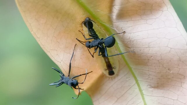 Close up of a mutualistic relationship where Giant Spiny Ants (Polyrhachis armata) are tending and protecting a Cleander Oak-blue butterfly larva (Arhopala cleander) on a leaf host plant.