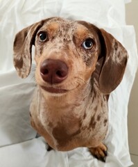 Naklejka na ściany i meble Dachshund