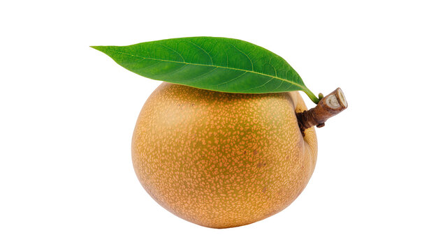 Isolated ripe sapodilla fruit, exotic chiku with fresh green leaf and woody stem.