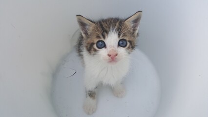 Kitten with blue eyes in a bucket © Martin