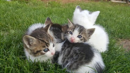 little kittens in the grass  © Martin
