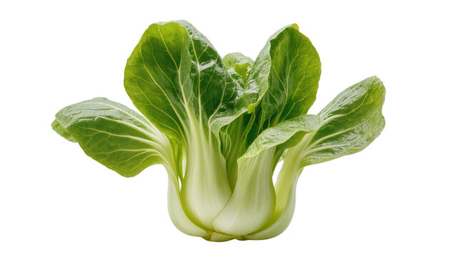 Isolated fresh green bok choy vegetable, healthy organic food ingredient ready for cooking