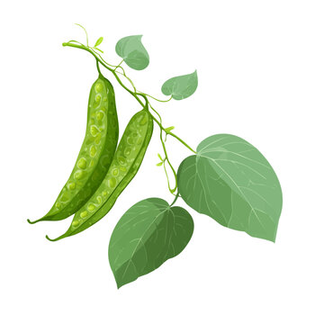 Minimal 2D flat vector of a Giloy, icon-style illustration on a white background