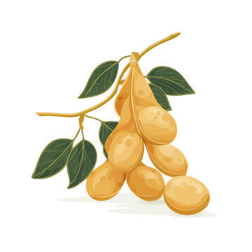 Soybean, rendered in a minimalist 2D flat vector icon style against a pure white backdrop