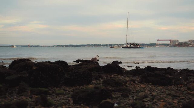 Elegant white sailboat cruising in the sunny Lisbon bay view from a rocky coastline