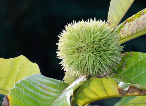 Chestnut and leaves on the tree outdoors