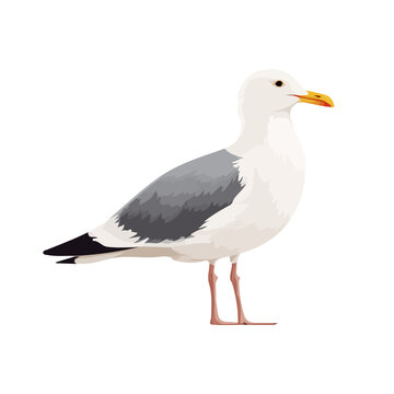 Seagull, presented as a modern flat 2D vector icon graphic on a white background