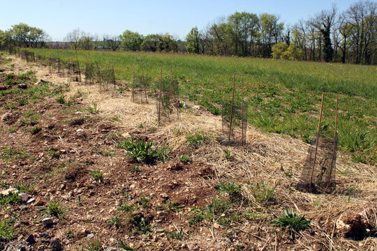 Plantation d'une haie avec paillage, agroforesterie et biodiversit&eacute;