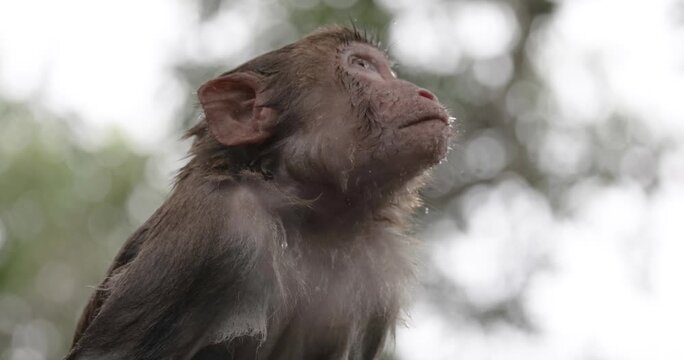 Close up of a wild wet rhesus macaque monkey sitting on a tree branch, looking around with a blurred background on a rainy day in slow motion.