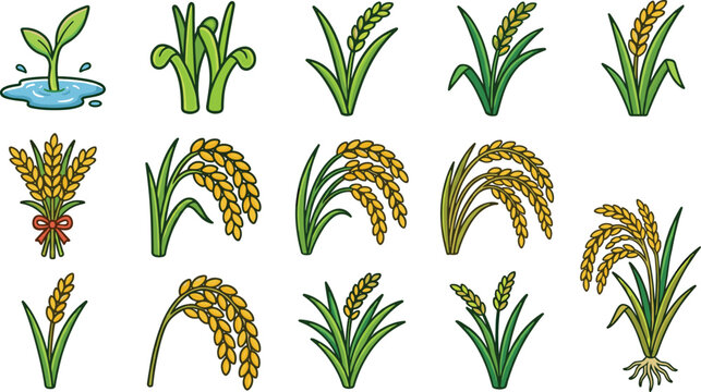Rice plant growth stages collection featuring seedlings mature rice stalks golden grain harvest and agricultural crop illustrations