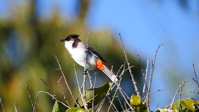 Red Whiskered Bulbul bird perching on longan tree
