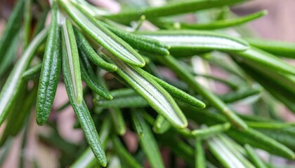 Fototapeta premium Macro view of fresh green rosemary leaves and stem.