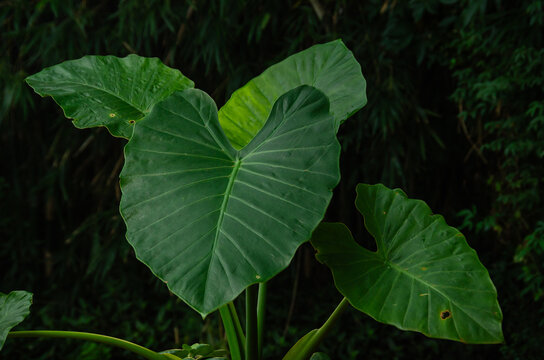planta "Oreja de Elefante" en una maceta marr&oacute;n el jard&iacute;n. plantas aut&oacute;ctonas de Misiones y el Nordeste argentino