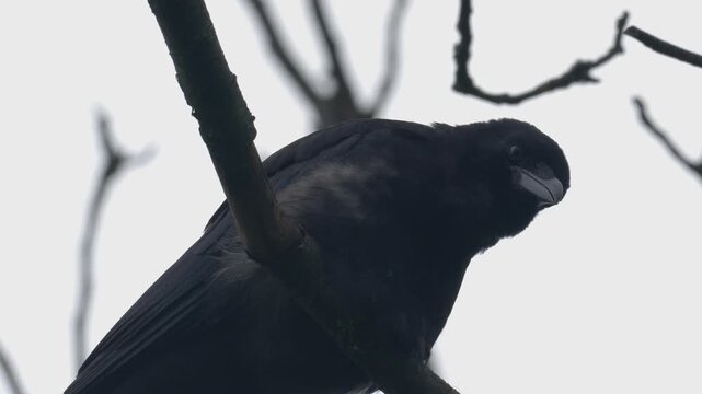 Carrion Crow Perched on Tree Branch Cawing - 4K Wildlife Slow Motion