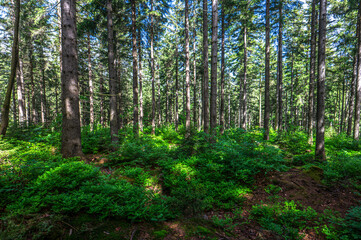 Fototapeta premium Lush spruce forest with green undergrowth in Karkonosze Mountains