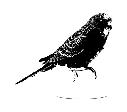 Black and white silhouette illustration of a small parakeet bird standing on a perch isolated on transparent background, Vector