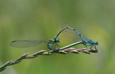 A pair of azure damselfy mating in nature. © Hseyin