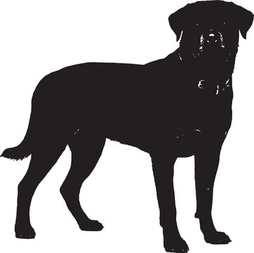 Black silhouette of a rottweiler dog standing and looking forward isolated on transparent background, Vector