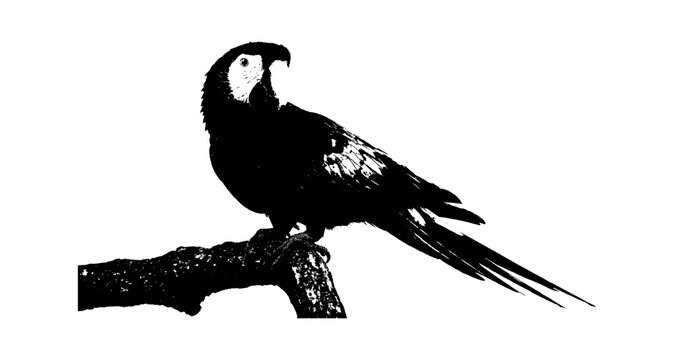 Black and white silhouette of a macaw parrot sitting on a tree branch isolated on transparent background, Vector