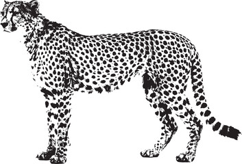 Fototapeta premium Black and white stippled art of a cheetah standing profile in a pointillism style isolated on transparent background, Vector