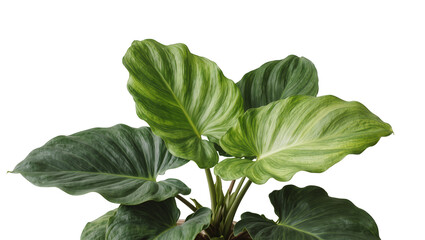 Isolated lush decorative Philodendron houseplant with large wavy green and variegated foliage © Oisin