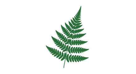 Single Green Fern Leaf Isolated White. © Adapam