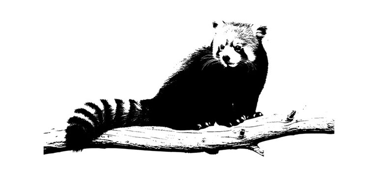 Black and white illustration of a cute red panda sitting on a tree branch isolated on transparent background, Vector