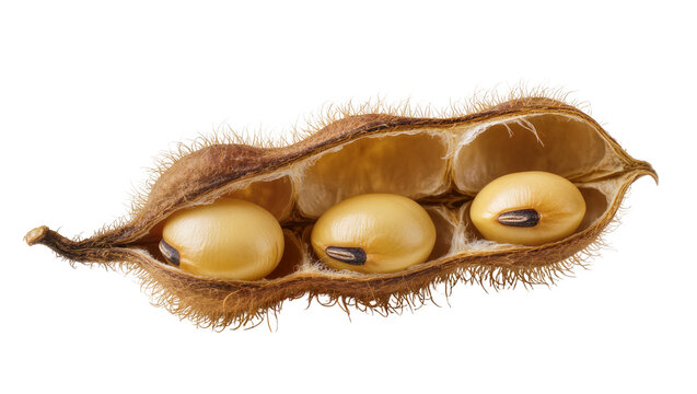 Isolated mature soybean pod with three golden seeds inside, open and ready for harvest